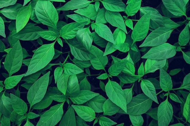 5ddb16efcd7d377e9124640c_Green-Term-Deposit_original